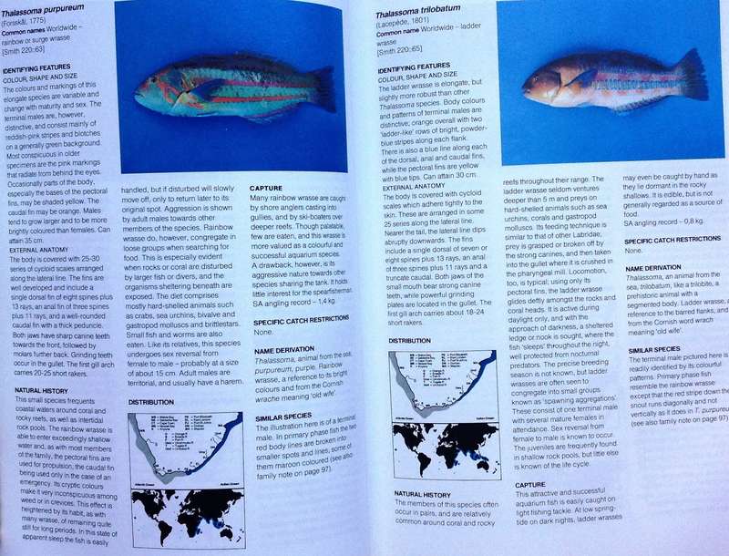 A Guide to The Common Sea Fishes of Southern Africa - Rudy Van Der Elst