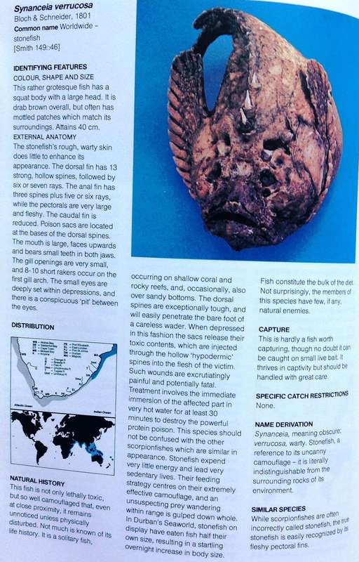 A Guide to The Common Sea Fishes of Southern Africa - Rudy Van Der Elst