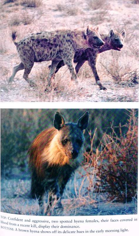 Hyena Nights and Kalahari Days - Gus and Margie Mills