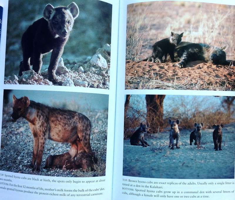 Hyena Nights and Kalahari Days - Gus and Margie Mills