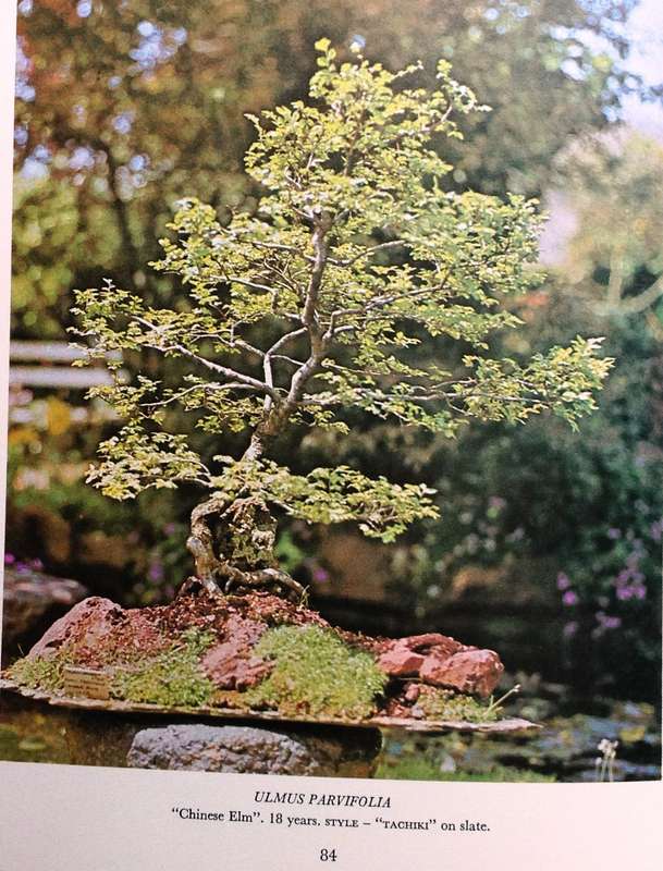 The South African Bonsai Book - Doug Hall and Don Black - Hardcover