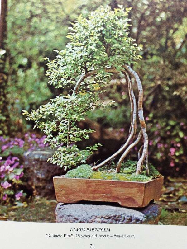 The South African Bonsai Book - Doug Hall and Don Black - Hardcover