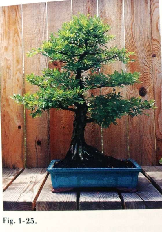 Keep your BONSAI perfectly shaped - Herb L Gustafson
