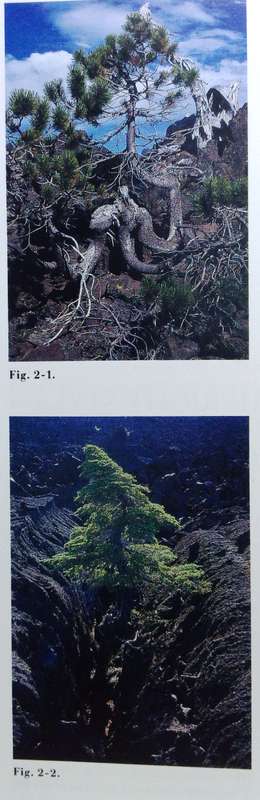 Keep your BONSAI perfectly shaped - Herb L Gustafson