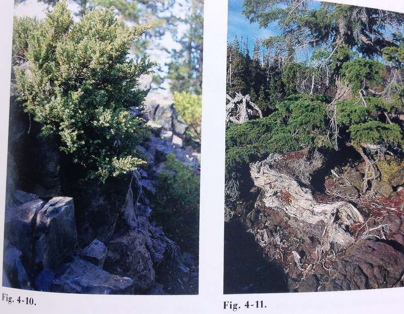 Keep your BONSAI perfectly shaped - Herb L Gustafson