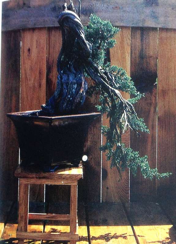 Keep your BONSAI perfectly shaped - Herb L Gustafson