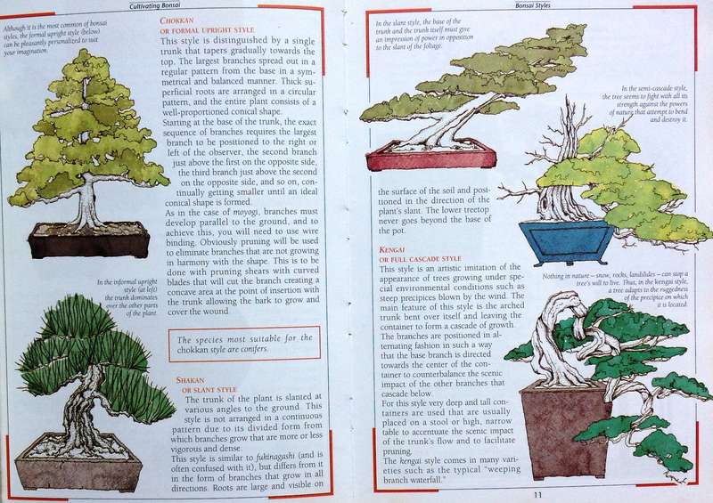 cultivating bonsai - V Tridi and Stefania Zanini - published in Italy