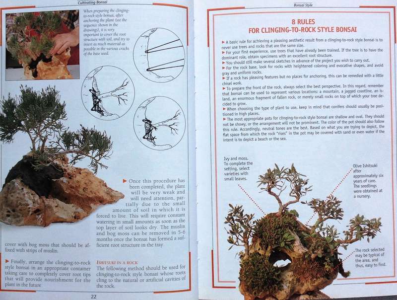 cultivating bonsai - V Tridi and Stefania Zanini - published in Italy