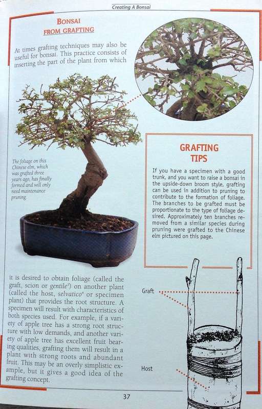 cultivating bonsai - V Tridi and Stefania Zanini - published in Italy