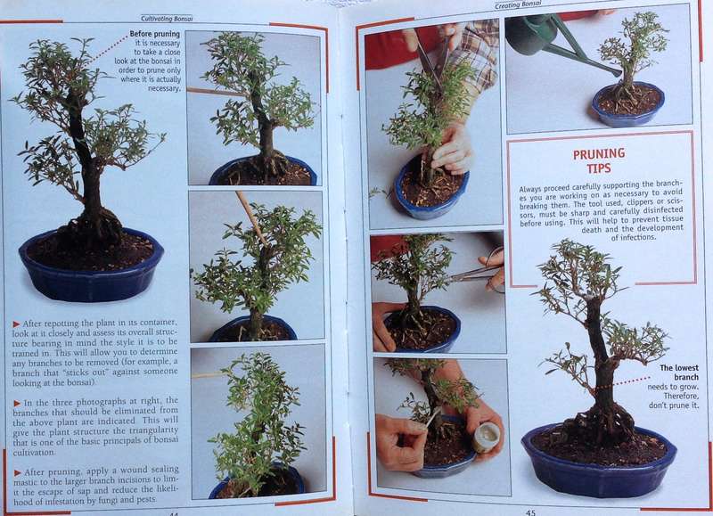 cultivating bonsai - V Tridi and Stefania Zanini - published in Italy