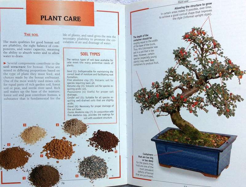 cultivating bonsai - V Tridi and Stefania Zanini - published in Italy