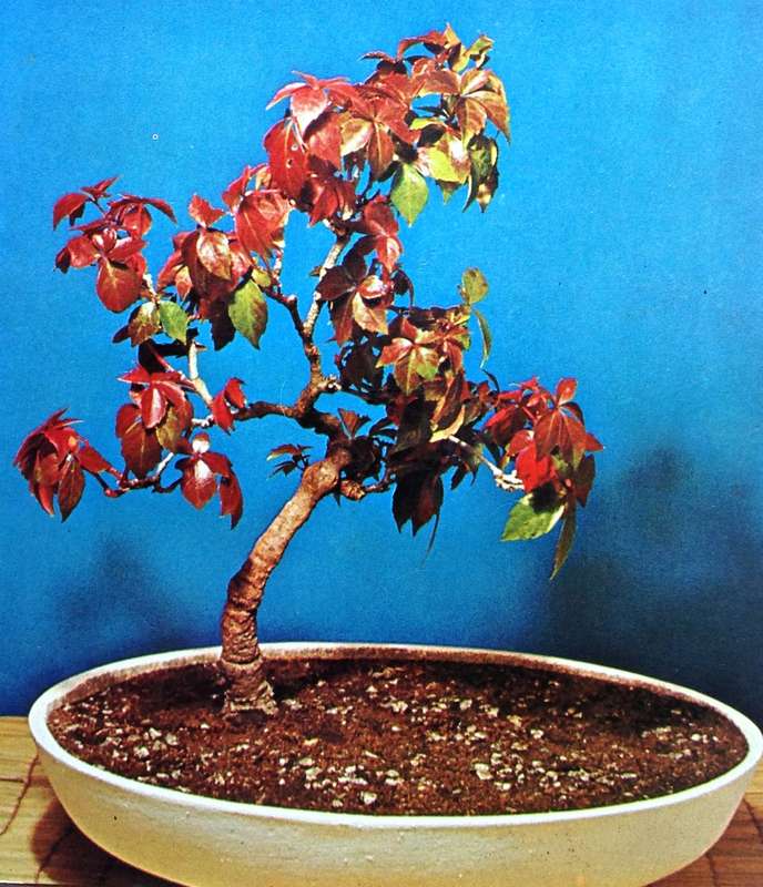 KAMUTI - A New Way in Bonsai - Willi E Bollmann - Hardcover