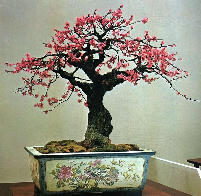 The Masters' Book of Bonsai compiled by Directors of The Japan Bonsai Association - Hardcover
