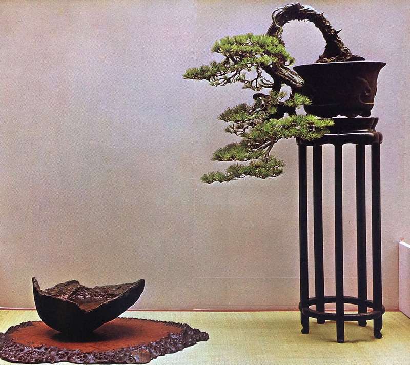 The Masters' Book of Bonsai compiled by Directors of The Japan Bonsai Association - Hardcover