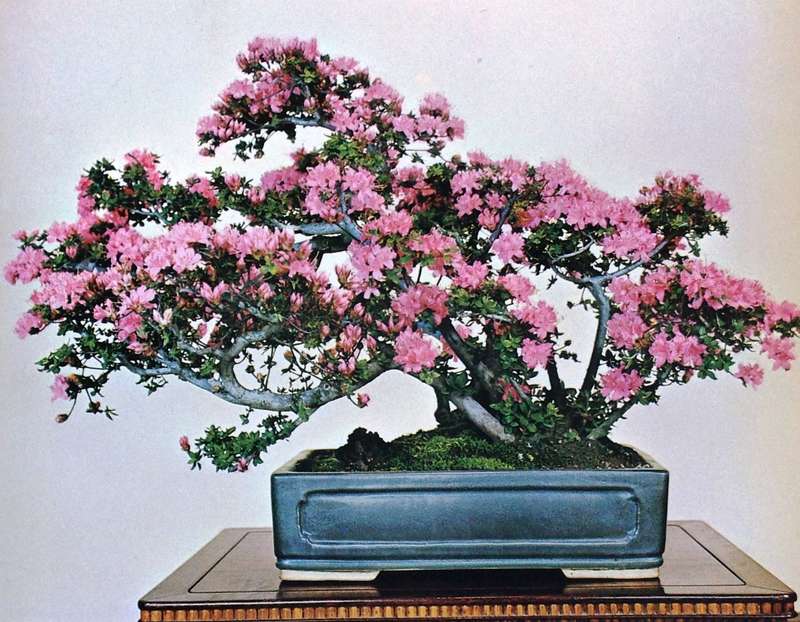 The Masters' Book of Bonsai compiled by Directors of The Japan Bonsai Association - Hardcover