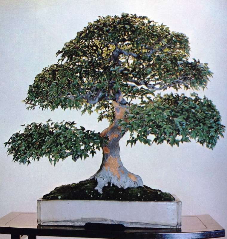 The Masters' Book of Bonsai compiled by Directors of The Japan Bonsai Association - Hardcover