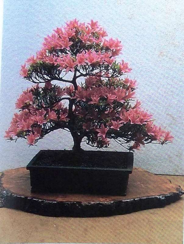 The Art of Bonsai - Peter D Adams - Hardcover