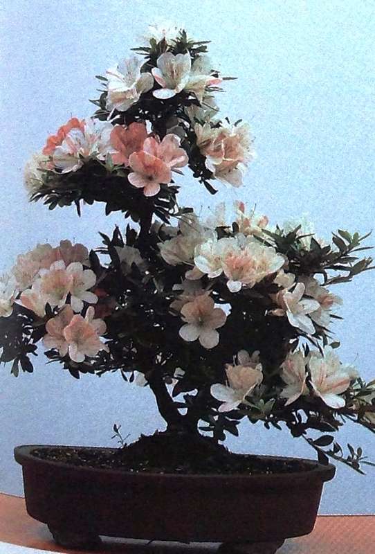 The Art of Bonsai - Peter D Adams - Hardcover