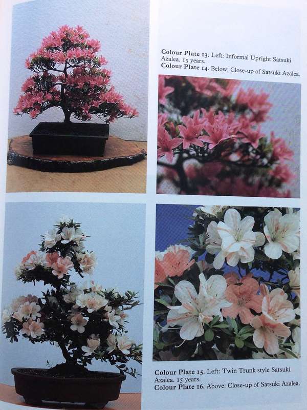 The Art of Bonsai - Peter D Adams - Hardcover
