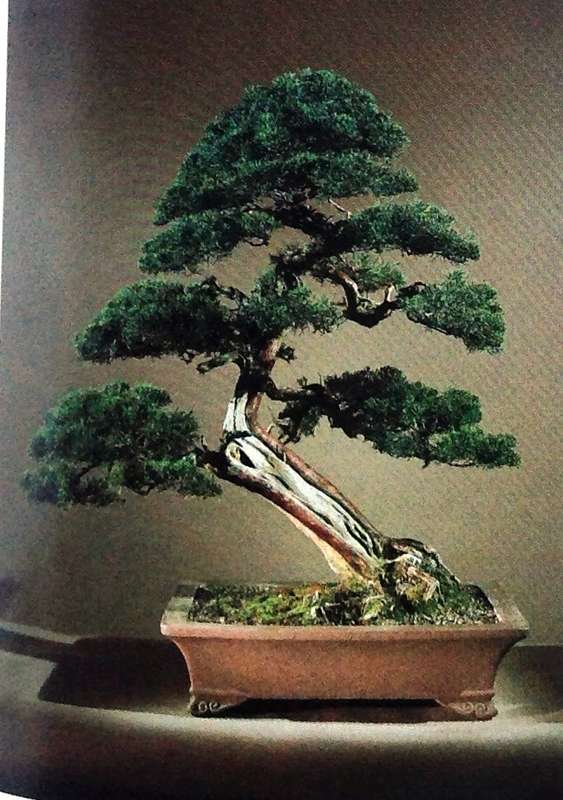 The Art of Bonsai - Peter D Adams - Hardcover