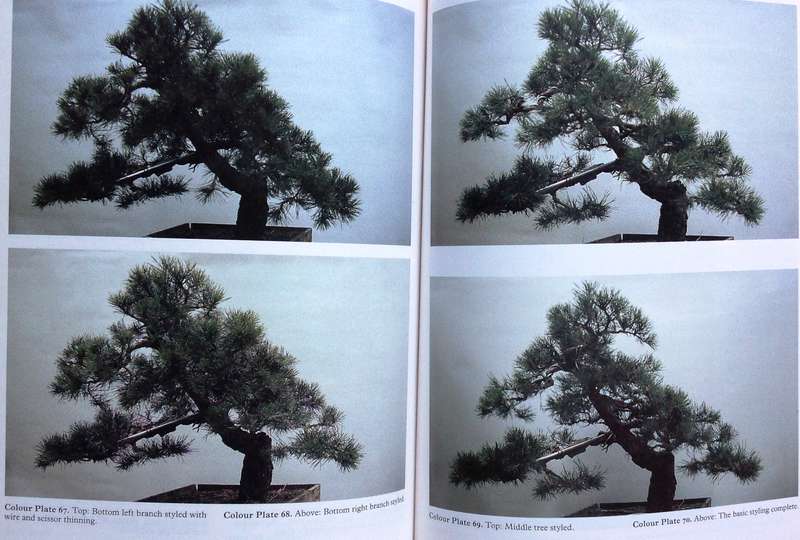 The Art of Bonsai - Peter D Adams - Hardcover