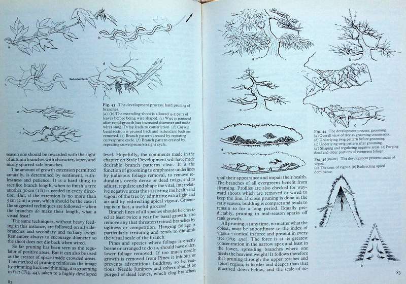 The Art of Bonsai - Peter D Adams - Hardcover