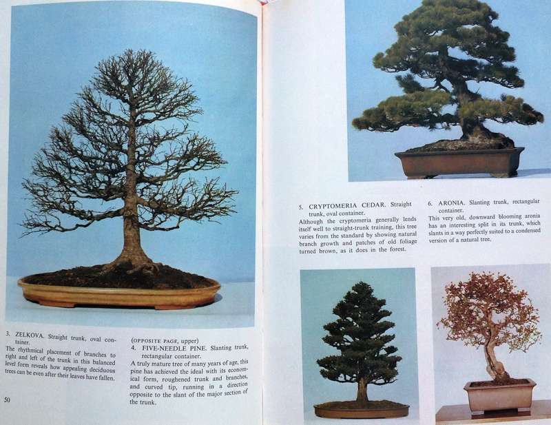 Bonsai for Pleasure by Keiji Murata and Takema Takeuchi - Hardcover