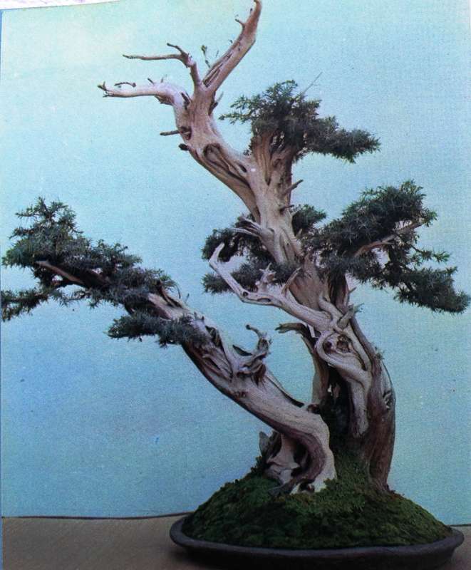 Bonsai for Pleasure by Keiji Murata and Takema Takeuchi - Hardcover