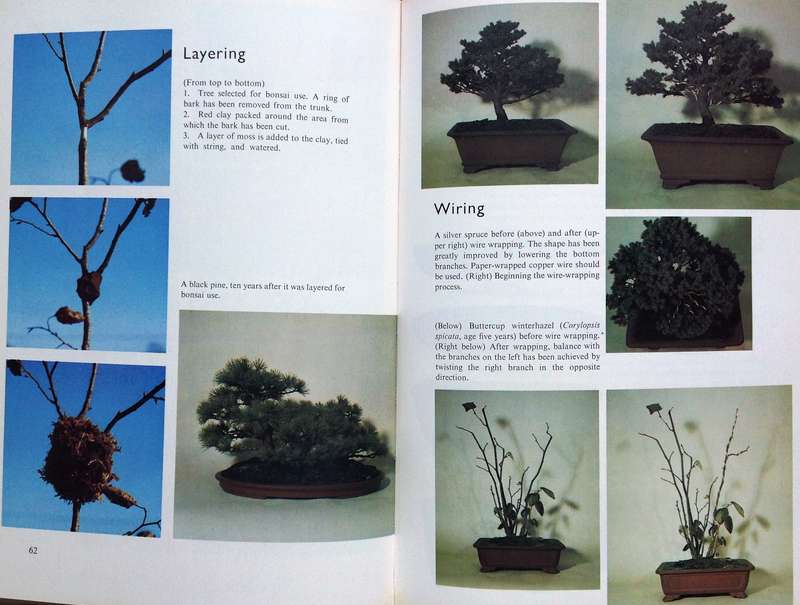 Bonsai for Pleasure by Keiji Murata and Takema Takeuchi - Hardcover