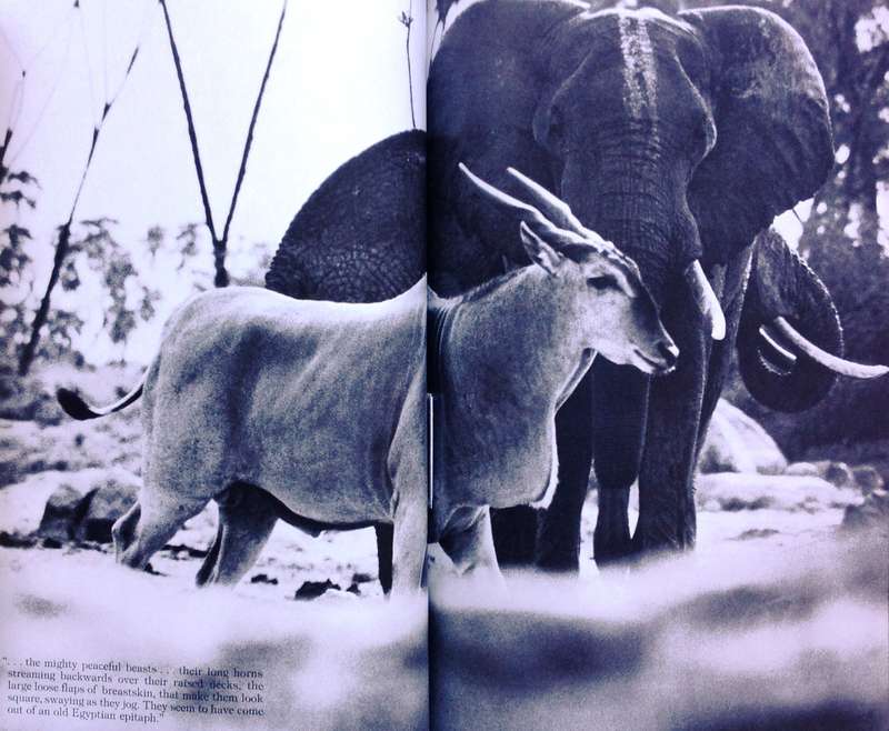 Longing for Darkness - Kamante's tales from Out of Africa - Collected by Peter Beard