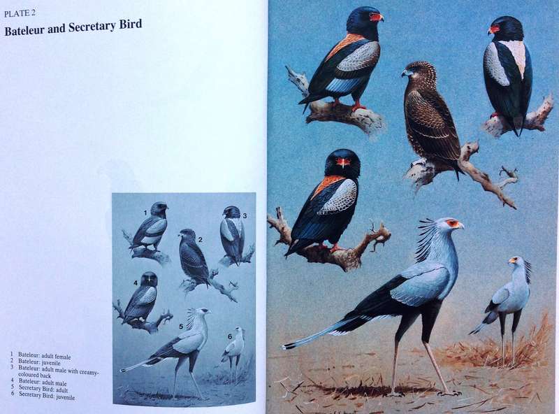Birds of Prey of Southern Africa - Peter Steyn - Hardcover - Book signed by Author