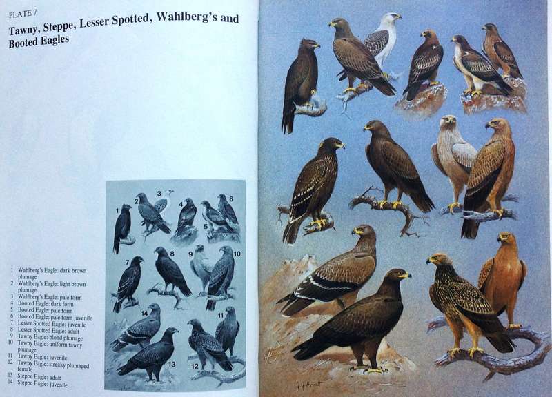 Birds of Prey of Southern Africa - Peter Steyn - Hardcover - Book signed by Author