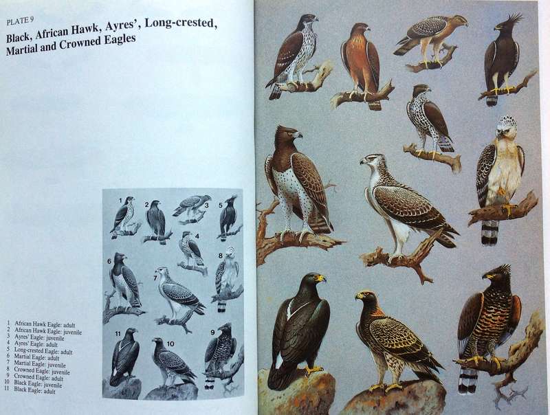Birds of Prey of Southern Africa - Peter Steyn - Hardcover - Book signed by Author