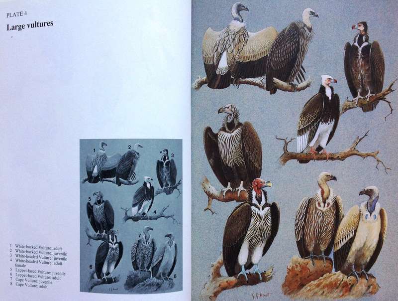 Birds of Prey of Southern Africa - Peter Steyn - Hardcover - Book signed by Author