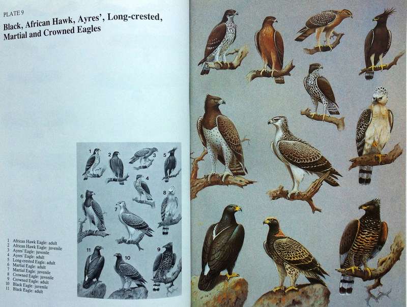Birds of Prey of Southern Africa - Peter Steyn - Hardcover - Book signed by Author