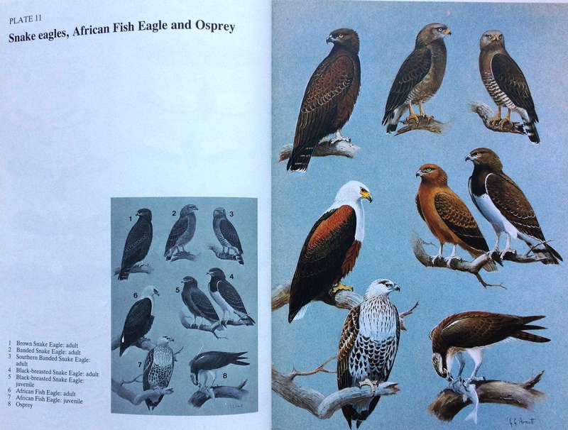Birds of Prey of Southern Africa - Peter Steyn - Hardcover - Book signed by Author