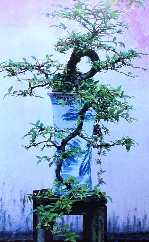 Successful Bonsai - Raising exotic miniature trees in your home - David Squire