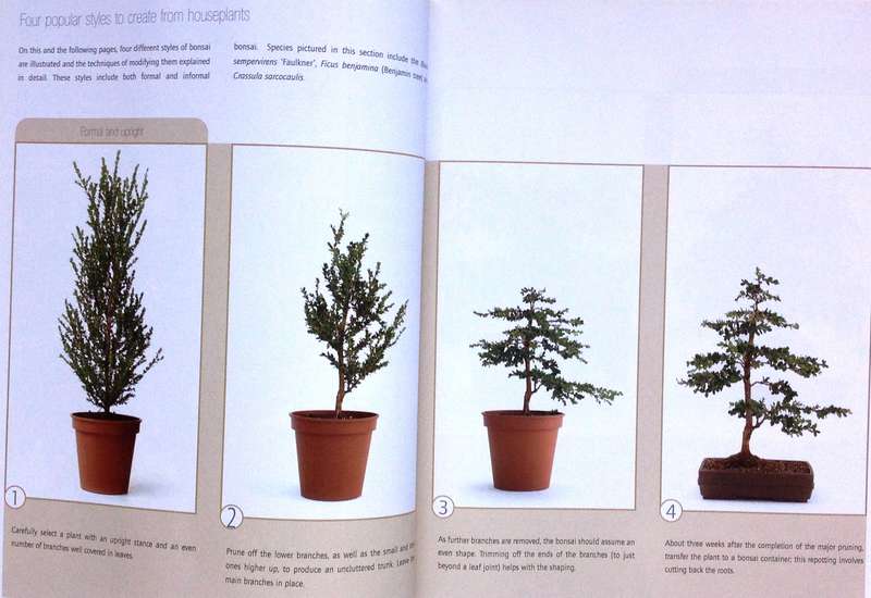 Successful Bonsai - Raising exotic miniature trees in your home - David Squire