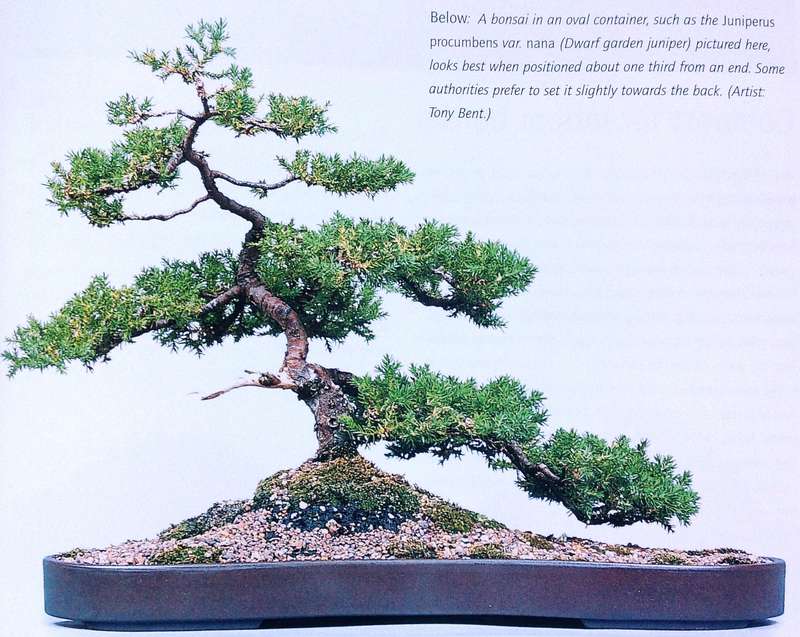 Successful Bonsai - Raising exotic miniature trees in your home - David Squire