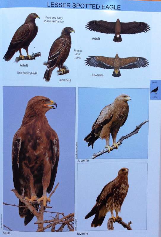 The Raptor Guide of Southern Africa - Ulrich Oberprieler