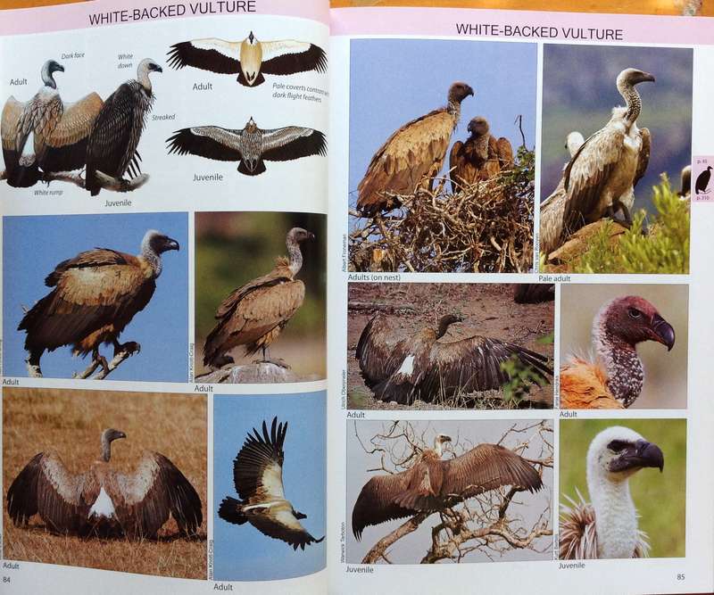 The Raptor Guide of Southern Africa - Ulrich Oberprieler