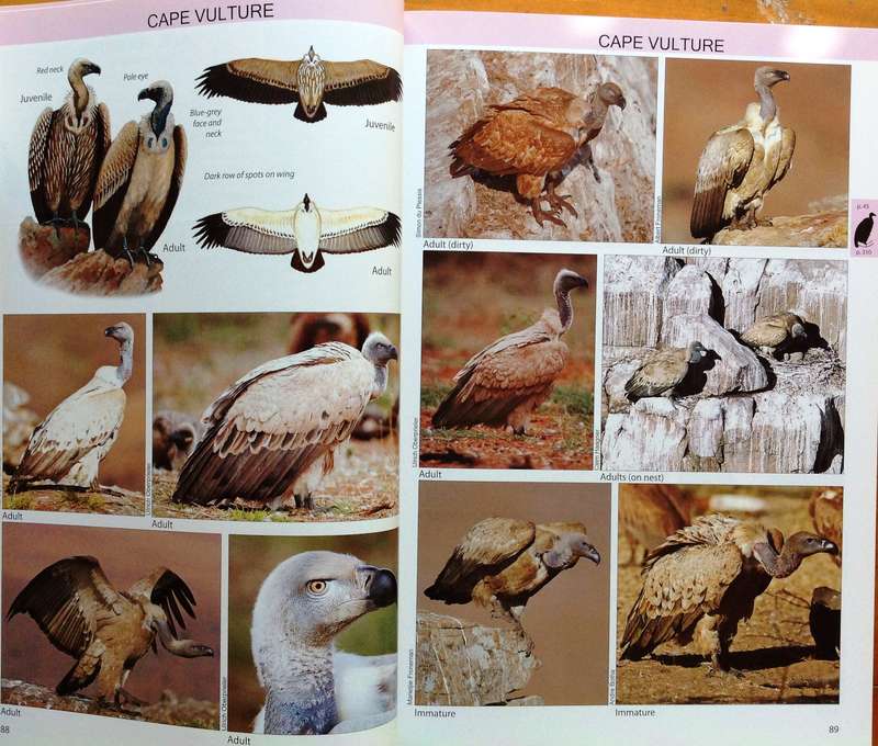 The Raptor Guide of Southern Africa - Ulrich Oberprieler