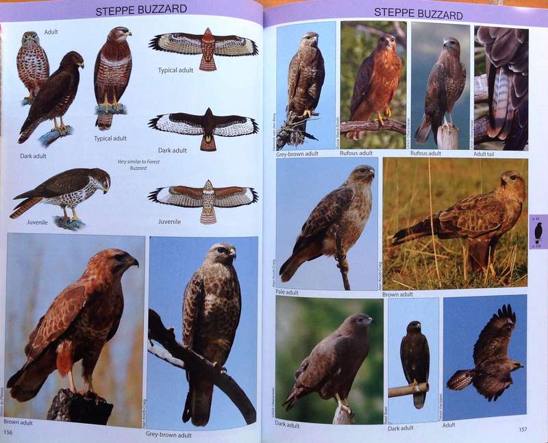 The Raptor Guide of Southern Africa - Ulrich Oberprieler