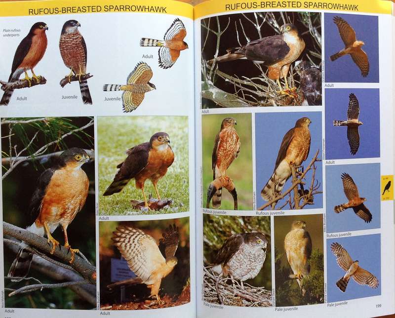 The Raptor Guide of Southern Africa - Ulrich Oberprieler