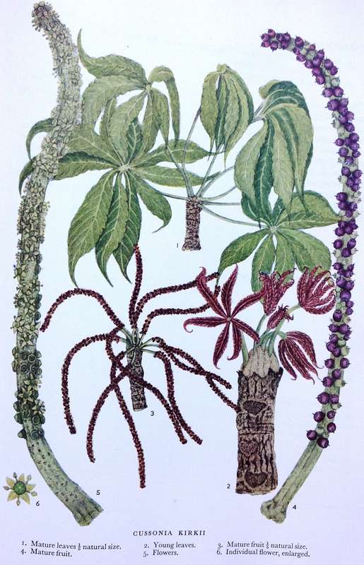 Trees of Central Africa - Hardcover - Painted by Olive H Coates Palgrave