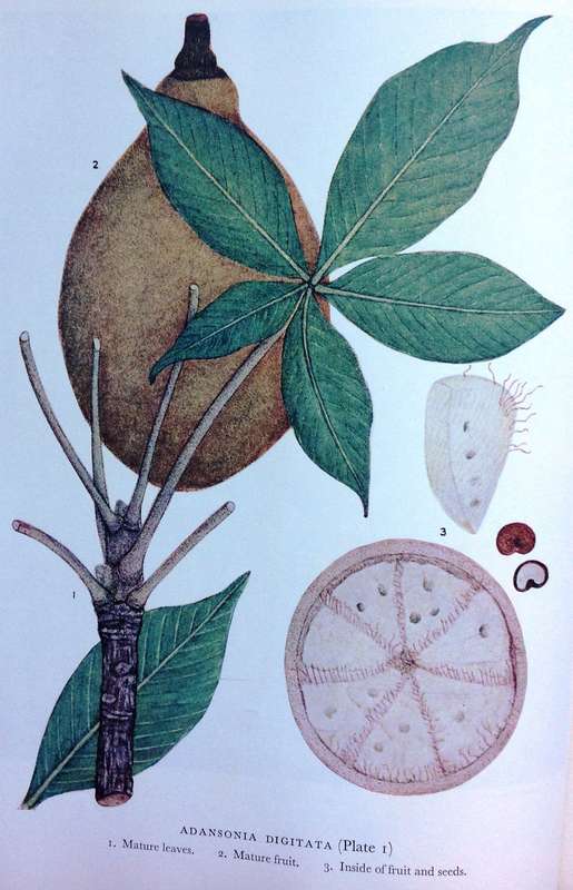 Trees of Central Africa - Hardcover - Painted by Olive H Coates Palgrave