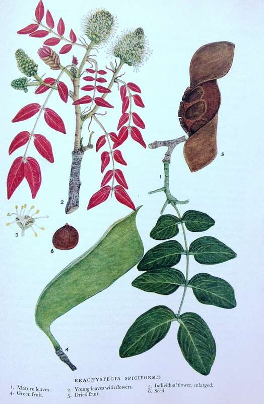 Trees of Central Africa - Hardcover - Painted by Olive H Coates Palgrave