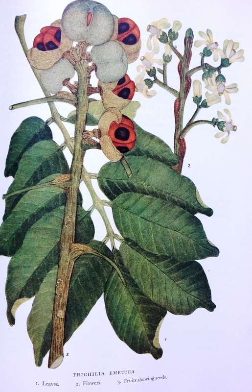 Trees of Central Africa - Hardcover - Painted by Olive H Coates Palgrave