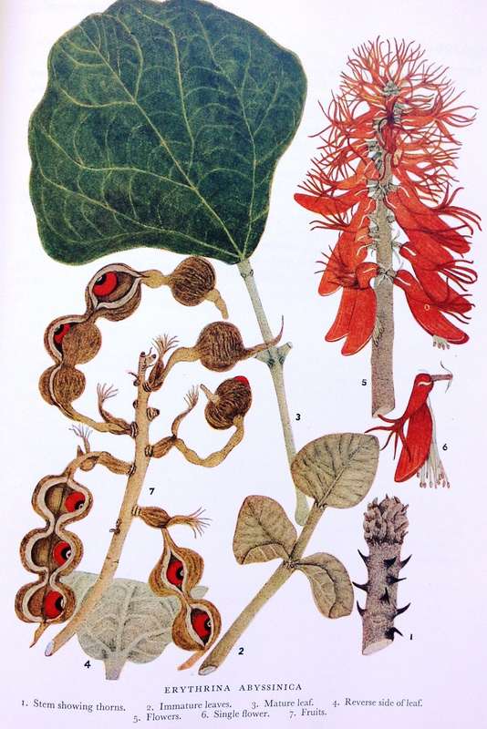 Trees of Central Africa - Hardcover - Painted by Olive H Coates Palgrave