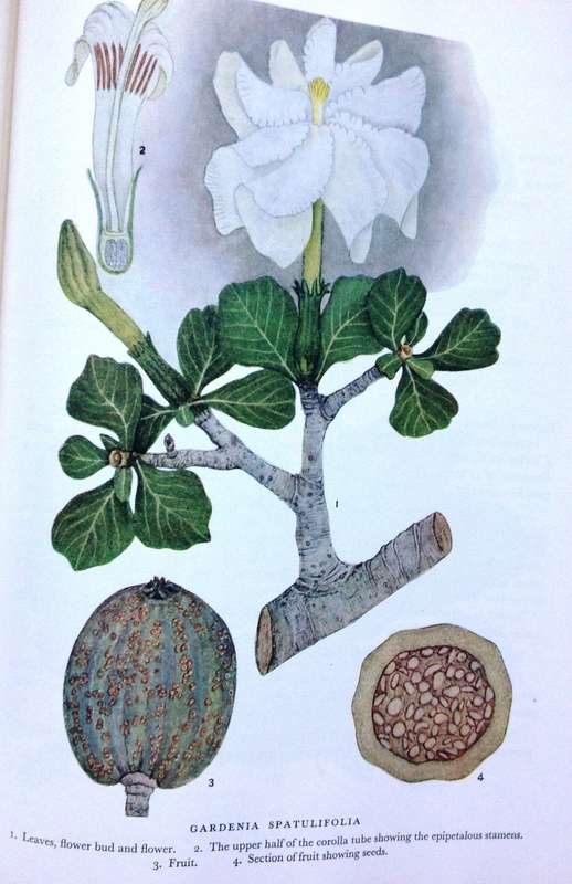Trees of Central Africa - Hardcover - Painted by Olive H Coates Palgrave